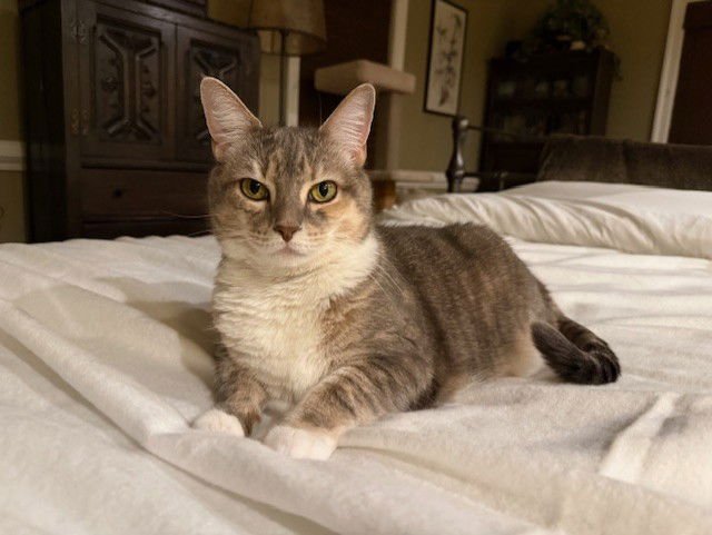 *DESDEMONA - Domestic Short Hair available for adoption