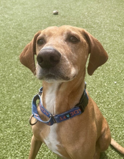 RONAN - Rhodesian Ridgeback available for adoption