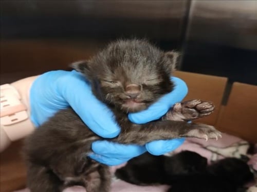 *MOCHA ALMOND - Domestic Short Hair available for adoption
