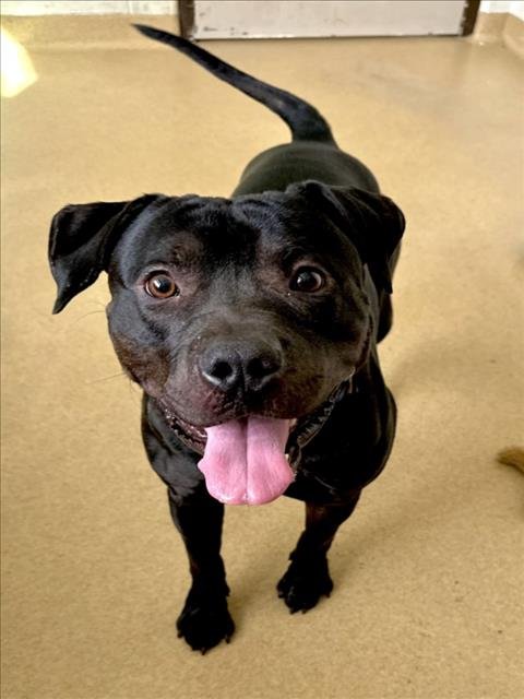 *PATRICK - American Pit Bull Terrier available for adoption