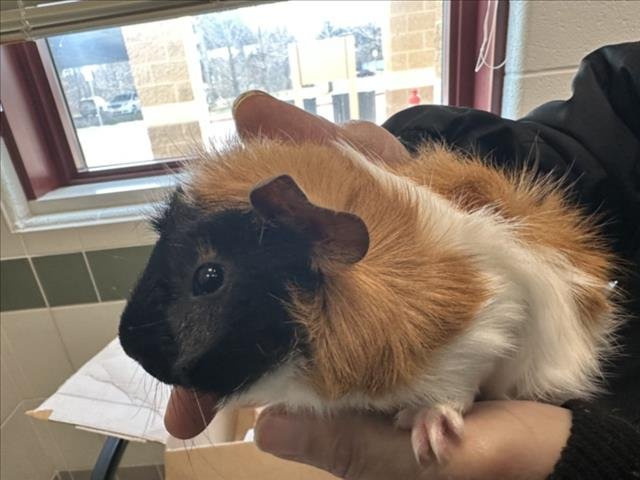 BOB - Guinea Pig available for adoption