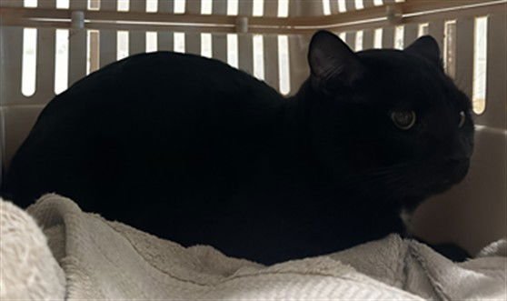 MILO - Domestic Short Hair available for adoption