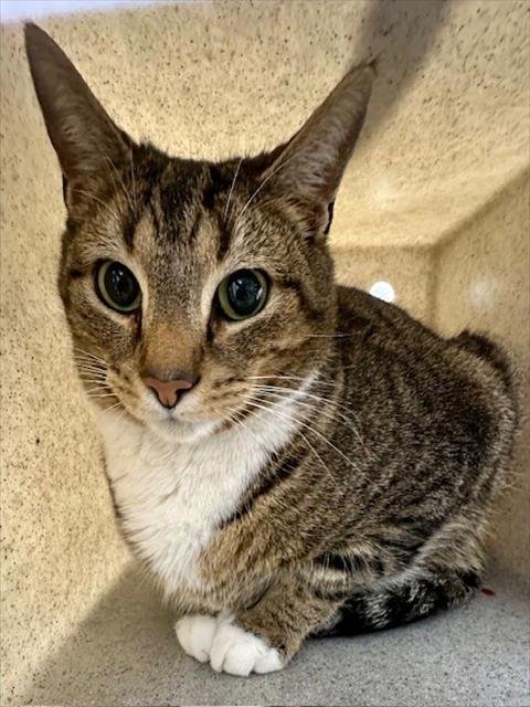 *JOY - Domestic Short Hair available for adoption