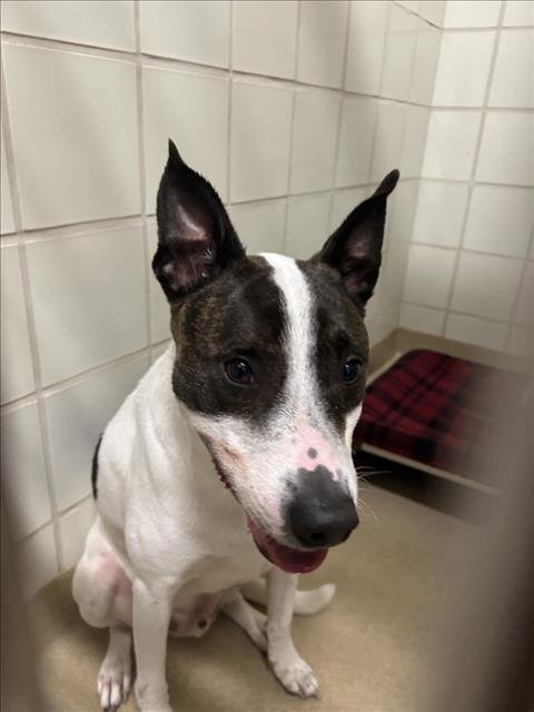 *KOBE BAP - Bull Terrier for adoption in Rockville