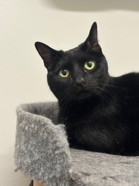 LENA - Domestic Short Hair available for adoption