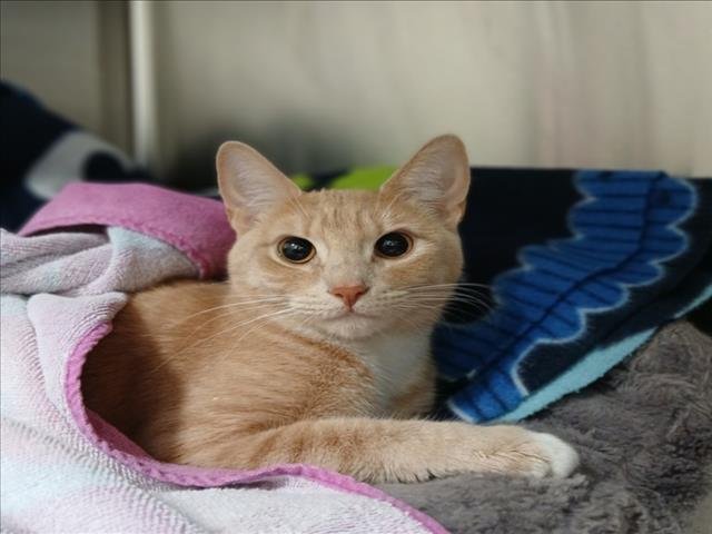 *OSACAT Image