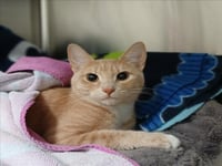 *OSACAT - Photo 1