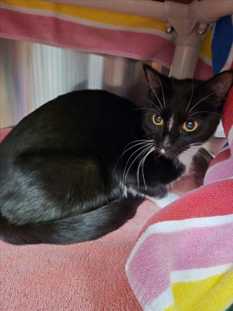 NIX - Domestic Short Hair available for adoption