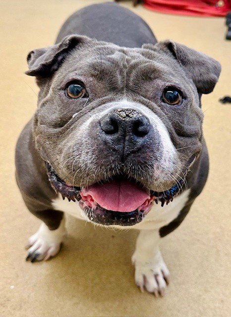 *PHOEBE MAXINE - Staffordshire Bull Terrier available for adoption