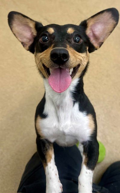 RAISIN - Rat Terrier / Jack Russell Terrier (Parson Russell Terrier) available for adoption