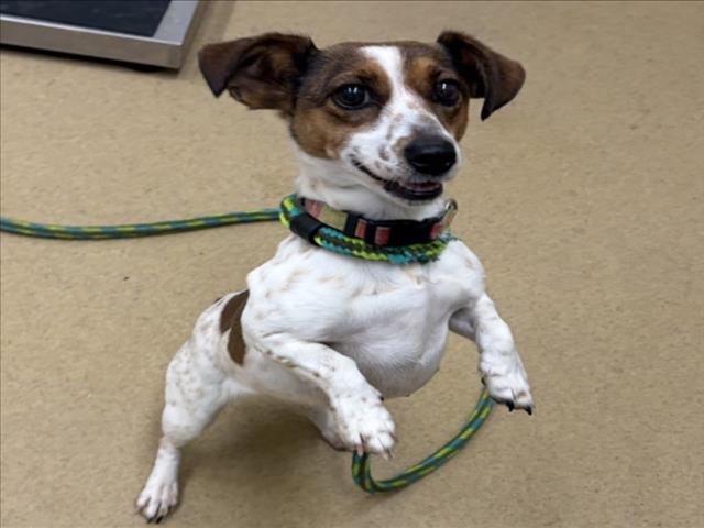 TRIXIE - Jack Russell Terrier (Parson Russell Terrier) available for adoption