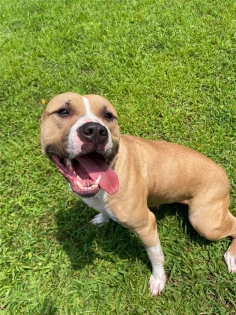 SPECIAL - American Pit Bull Terrier available for adoption