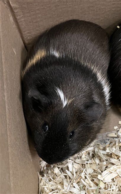 JESSY - Guinea Pig available for adoption