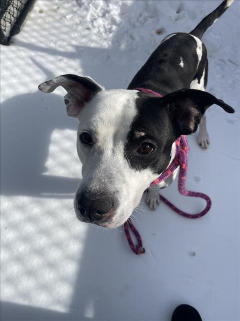 DOUG - Pointer available for adoption