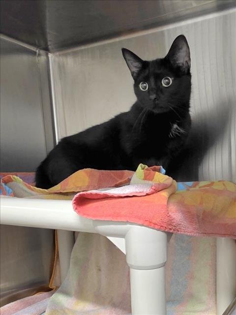 *BROOKIE - Domestic Short Hair available for adoption