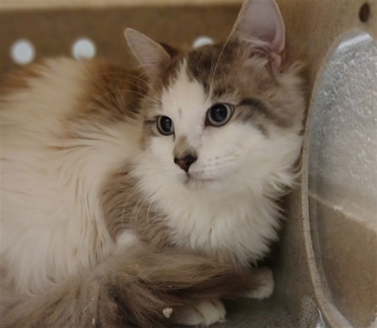 *BRIDGERTON - Snowshoe / Ragdoll available for adoption