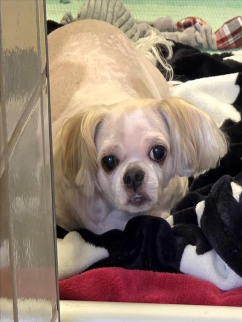 BAILEY - Shih Tzu available for adoption