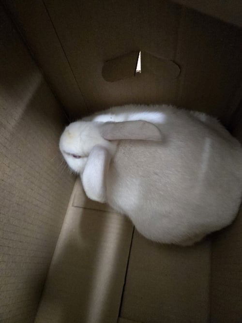 *ABIGAIL - Shorthaired Rabbit available for adoption