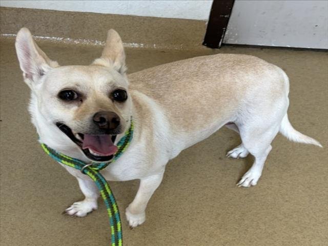 JAKE - Chihuahua available for adoption