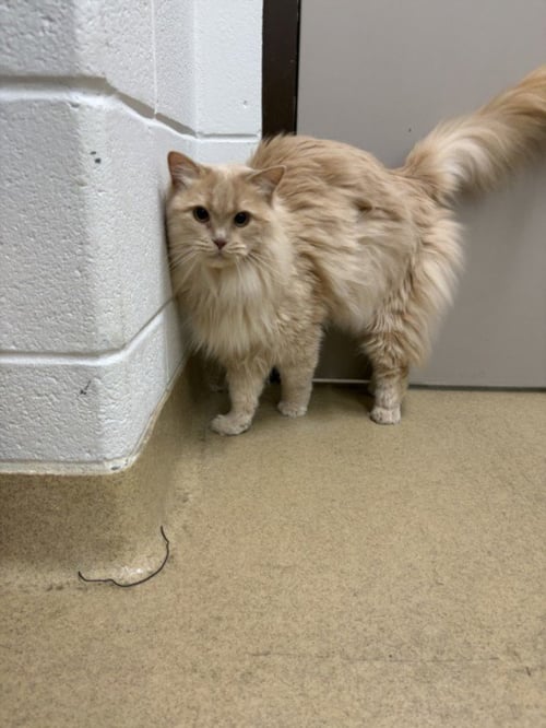 CHAI - Domestic Long Hair available for adoption