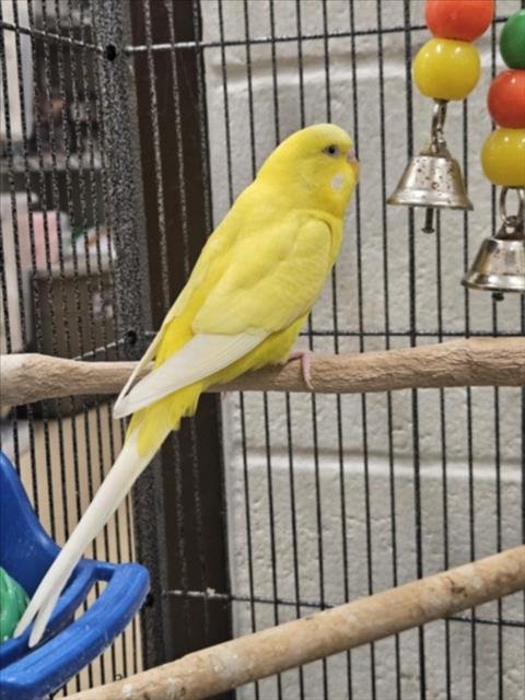 VINY - Parakeet - Other available for adoption