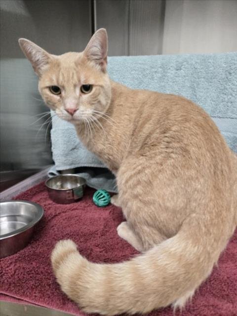 *FLYNT - Domestic Short Hair available for adoption