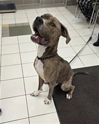 KOA - Photo 1