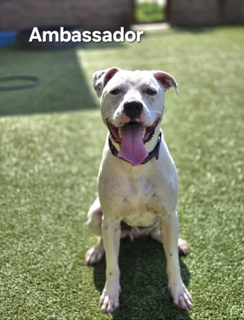 AMBASSADOR - Great Dane available for adoption