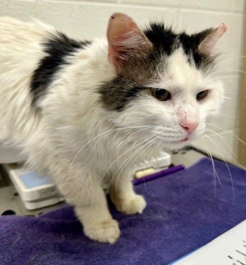 OSO - Domestic Medium Hair available for adoption