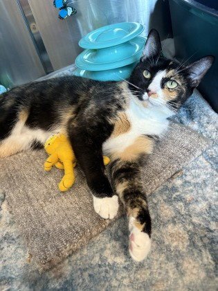 *HARLEY DAVIDSON - Domestic Short Hair available for adoption