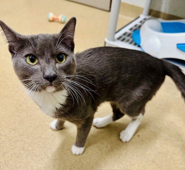 *SUBZERO - Domestic Short Hair available for adoption