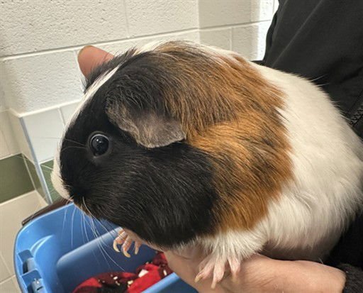 CANNONBALL - Guinea Pig available for adoption