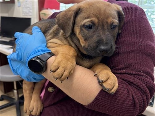 *ELWOOD - Doberman Pinscher available for adoption