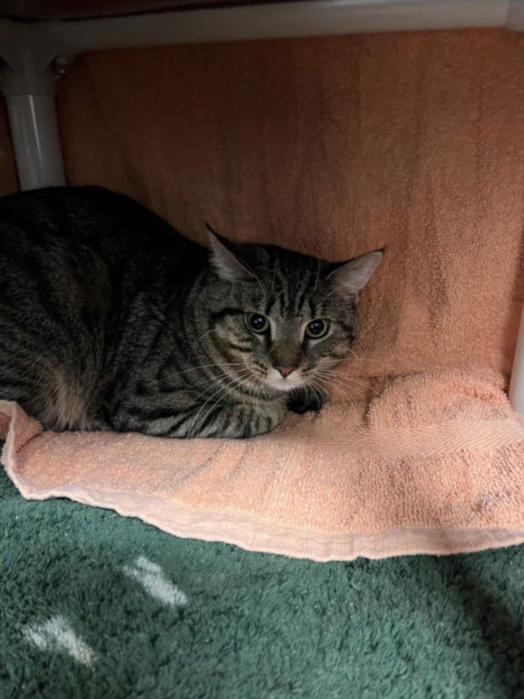 *OAKLEY - Domestic Short Hair available for adoption