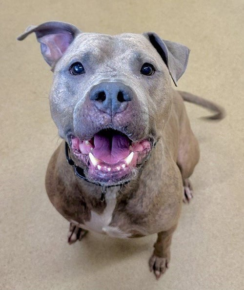 BLUE - American Pit Bull Terrier available for adoption