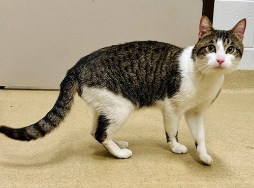 *CHAI - Domestic Short Hair available for adoption