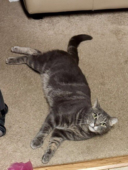 RANJO - Domestic Short Hair available for adoption