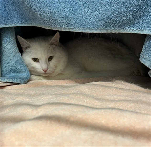 MIRO DELA-WINGO - Domestic Short Hair available for adoption