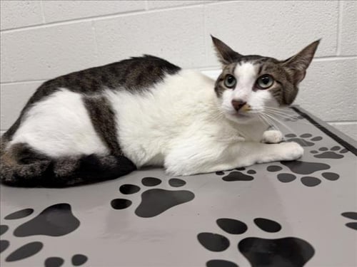 *WINDING - Domestic Short Hair available for adoption