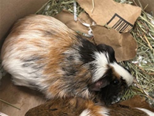 *ASHER - Guinea Pig available for adoption