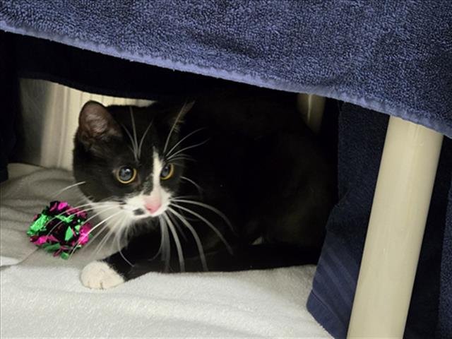 SPECTOR - Domestic Short Hair available for adoption