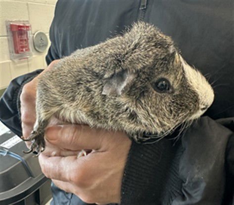 BUGSBEY - Guinea Pig available for adoption