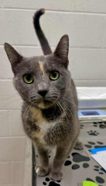 *GALAXY - Domestic Short Hair available for adoption