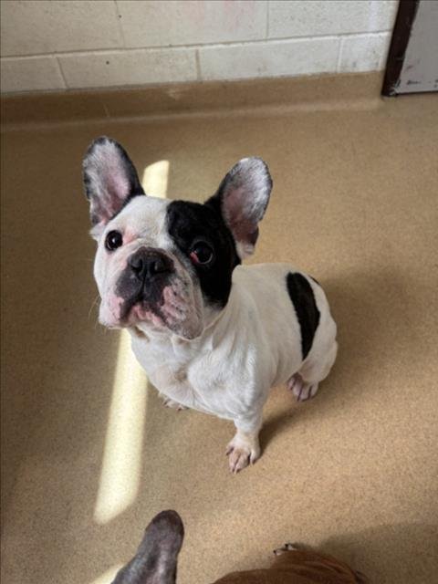 *PUDDING POP - French Bulldog available for adoption