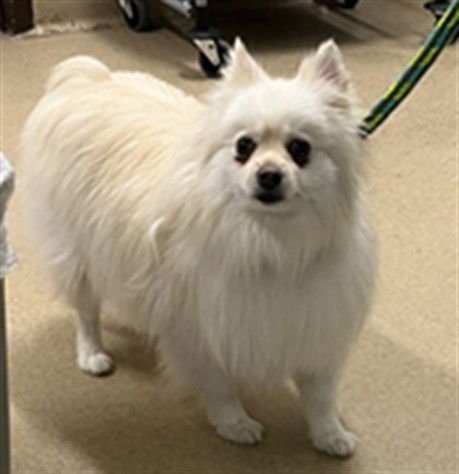 OSITA - Pomeranian available for adoption