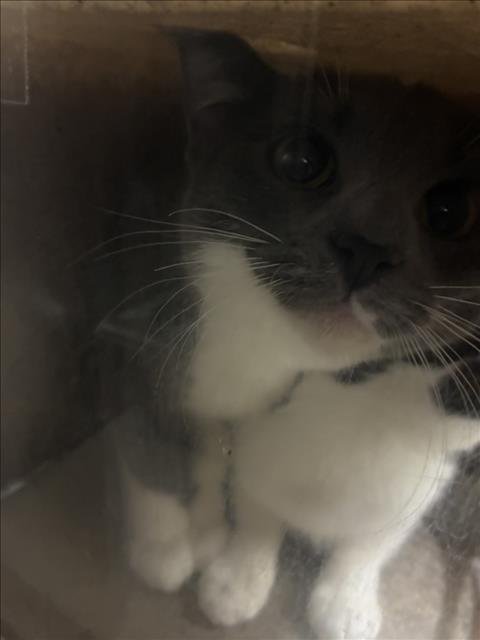 *INAUGURATION - Domestic Short Hair available for adoption