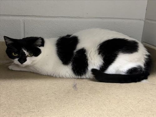 *PERSEPHONE - Domestic Short Hair available for adoption