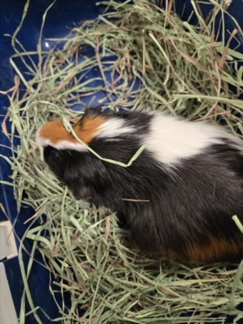 SALLY - Guinea Pig available for adoption