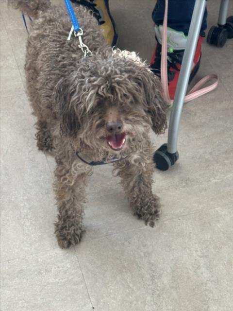 JB - Poodle (Miniature) / Yorkshire Terrier Yorkie available for adoption