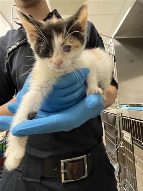 *MANZANILLA - Domestic Short Hair available for adoption